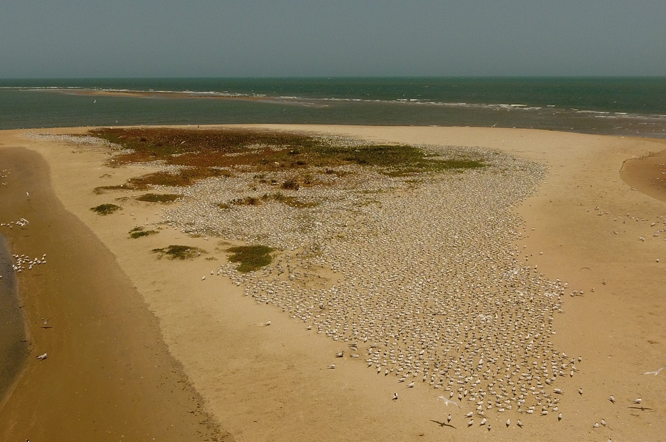 Aerial drone image of a seabird colony